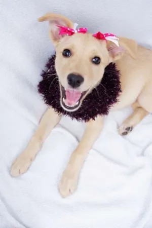 Cachorro raça SRD idade 2 a 6 meses nome Yara