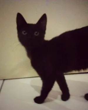 Gato raça Indefinida idade 2 a 6 meses nome Julie