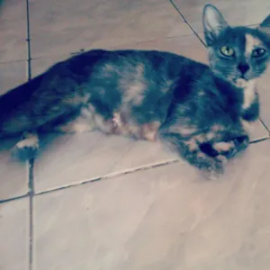 Gato raça mestiça idade 1 ano nome Vilma