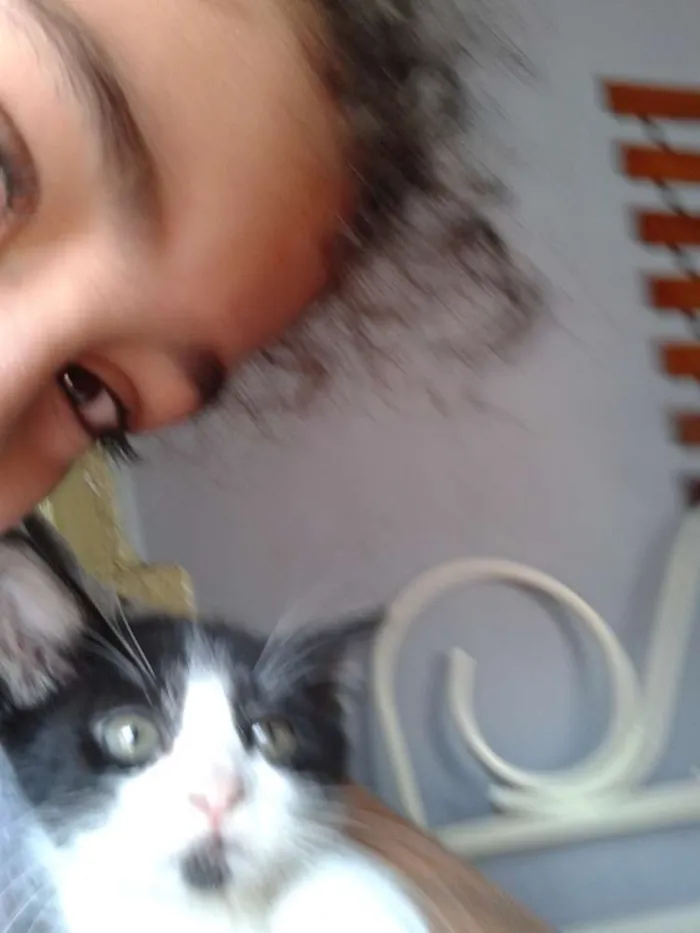 Gato ra a sem raça idade 2 a 6 meses nome não tem nome