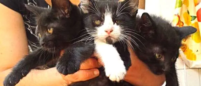 Gato ra a sem raça idade 2 a 6 meses nome não tem nome