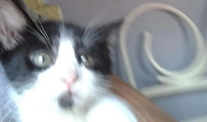 Gato ra a sem raça idade 2 a 6 meses nome não tem nome