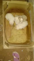 Filhotes de cachorro