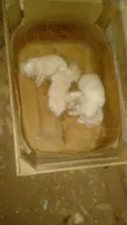 Filhotes de cachorro