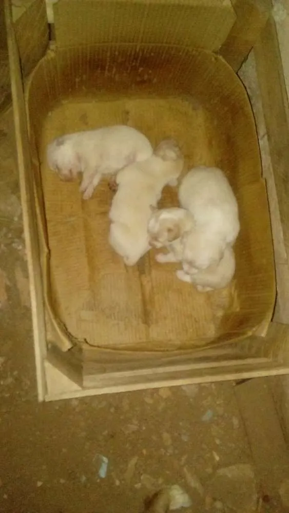 Cachorro ra a Vira lata idade Abaixo de 2 meses nome Filhotes de cachorro