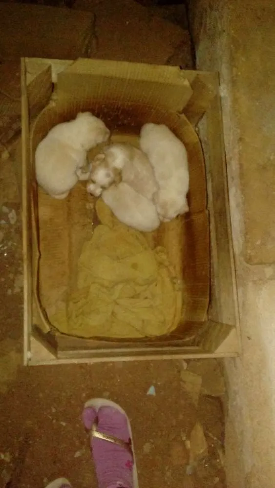 Cachorro ra a Vira lata idade Abaixo de 2 meses nome Filhotes de cachorro