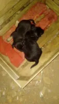 Filhotes de cachorro