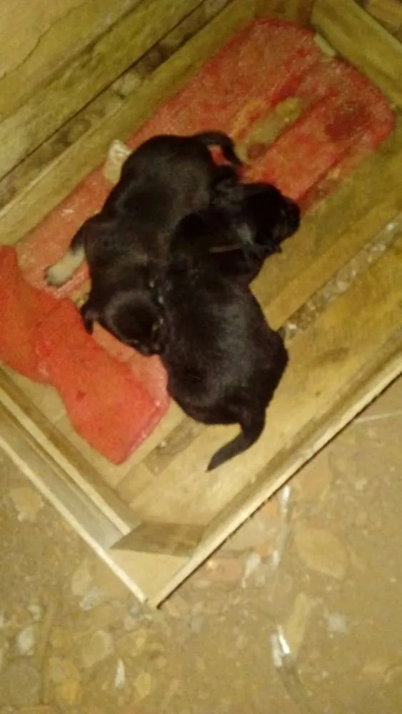 Cachorro ra a Vira lata idade Abaixo de 2 meses nome Filhotes de cachorro