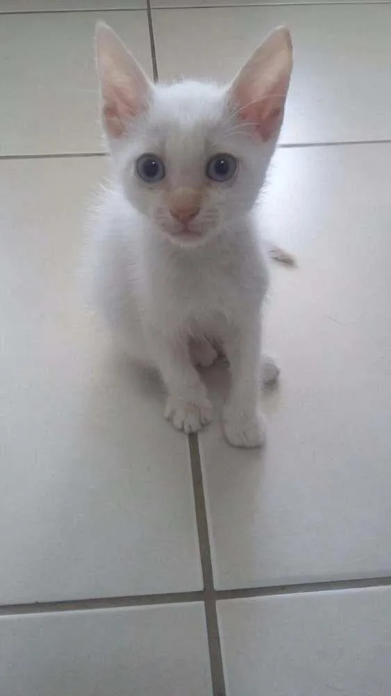 Gato raça  idade 2 a 6 meses nome Nevinho