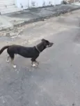 Sammy