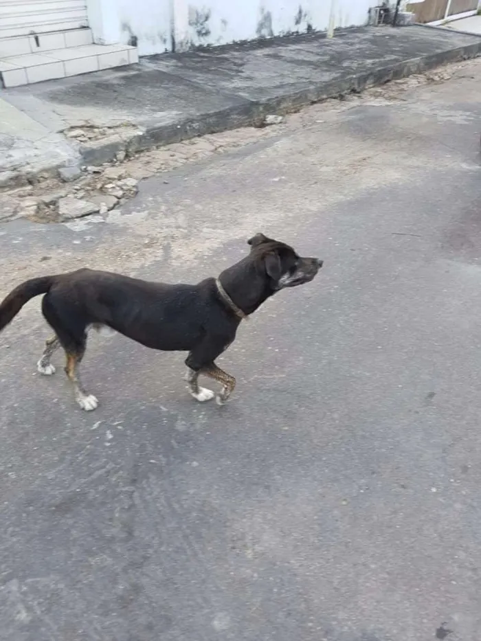 Cachorro raça Vira lata idade 1 ano nome Sammy
