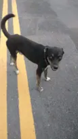 Sammy