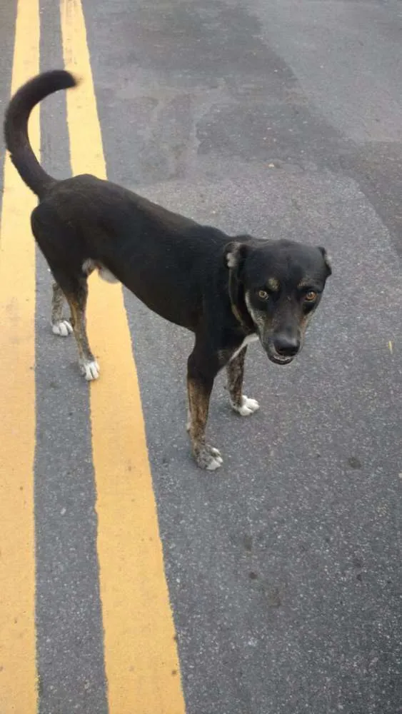 Cachorro raça Vira lata idade 1 ano nome Sammy