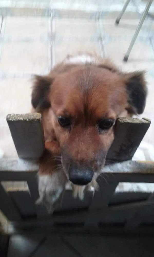 Cachorro ra a Vira-lata idade 6 ou mais anos nome Teca