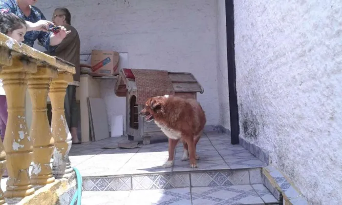 Cachorro ra a Vira-lata idade 6 ou mais anos nome Teca