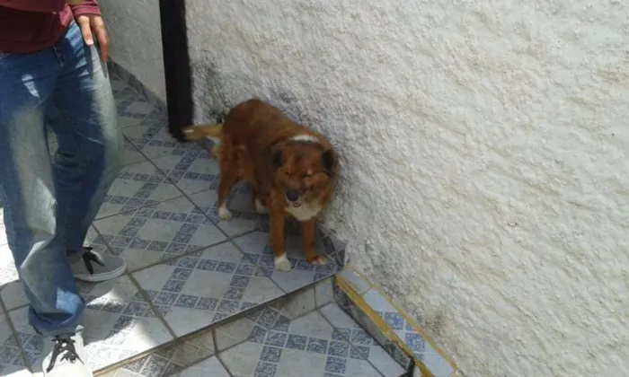Cachorro ra a Vira-lata idade 6 ou mais anos nome Teca