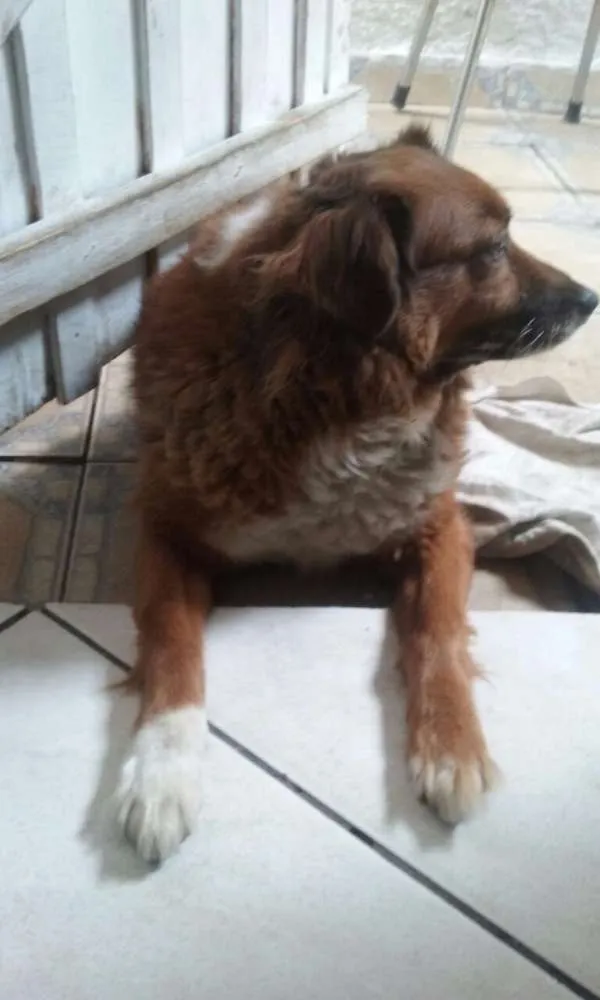 Cachorro ra a Vira-lata idade 6 ou mais anos nome Teca