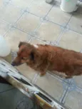 Teca