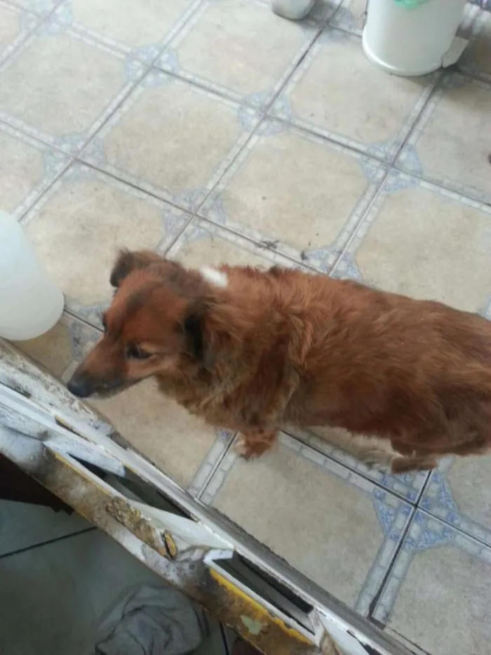 Cachorro ra a Vira-lata idade 6 ou mais anos nome Teca