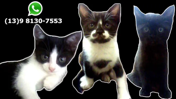 Gato ra a idade Abaixo de 2 meses nome 5 Filhotes de Gato