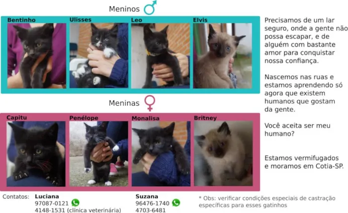 Gato ra a  idade Abaixo de 2 meses nome Filhotes de gatinho
