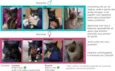 Filhotes de gatinho