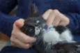 Filhotes de gatinho
