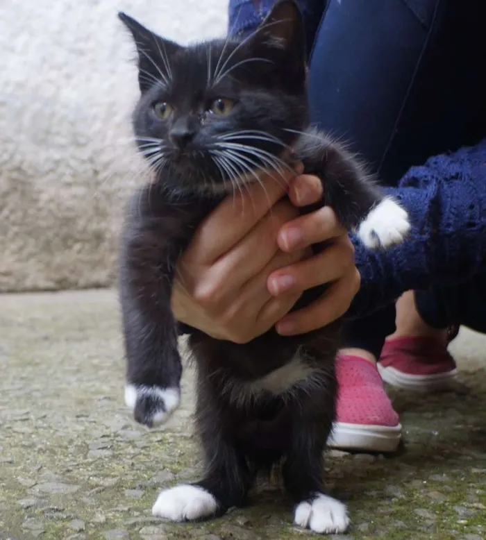 Gato ra a  idade Abaixo de 2 meses nome Filhotes de gatinho