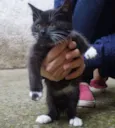 Filhotes de gatinho