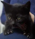Filhotes de gatinho