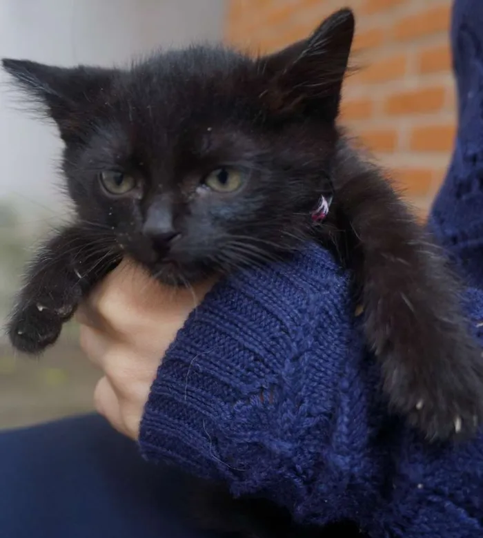 Gato ra a  idade Abaixo de 2 meses nome Filhotes de gatinho