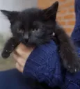 Filhotes de gatinho