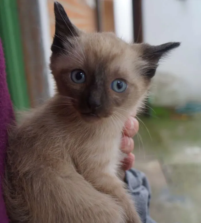 Gato ra a  idade Abaixo de 2 meses nome Filhotes de gatinho