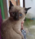 Filhotes de gatinho