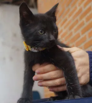 Gato raça  idade Abaixo de 2 meses nome Filhotes de gatinho