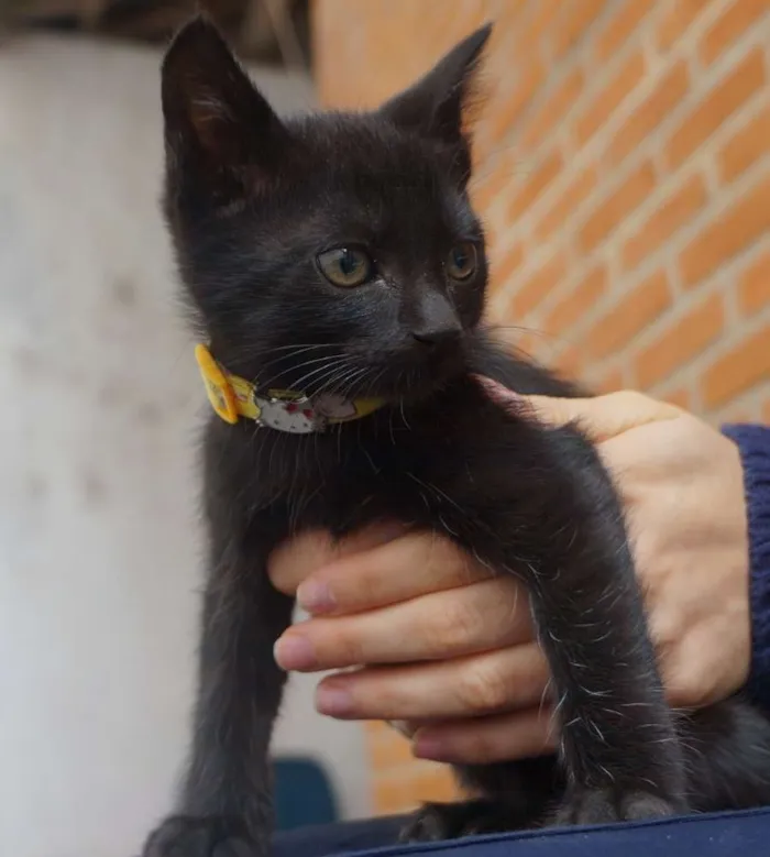 Gato ra a  idade Abaixo de 2 meses nome Filhotes de gatinho