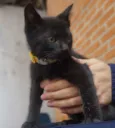 Filhotes de gatinho
