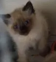 Filhotes de gatinho