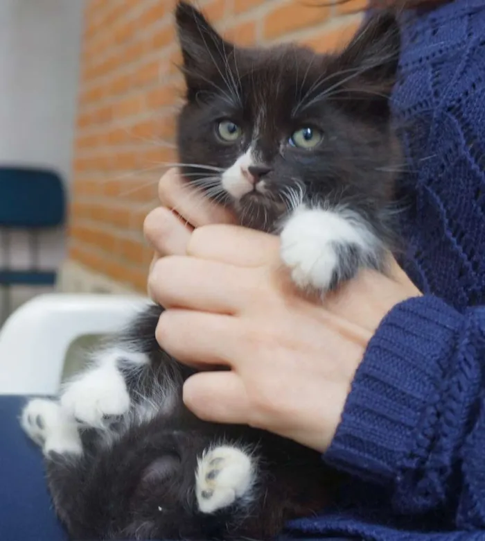 Gato ra a  idade Abaixo de 2 meses nome Filhotes de gatinho