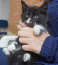 Filhotes de gatinho
