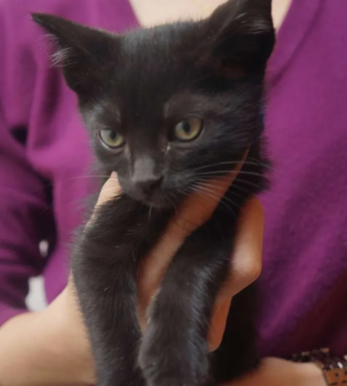 Gato ra a  idade Abaixo de 2 meses nome Filhotes de gatinho