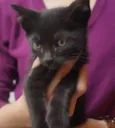 Filhotes de gatinho
