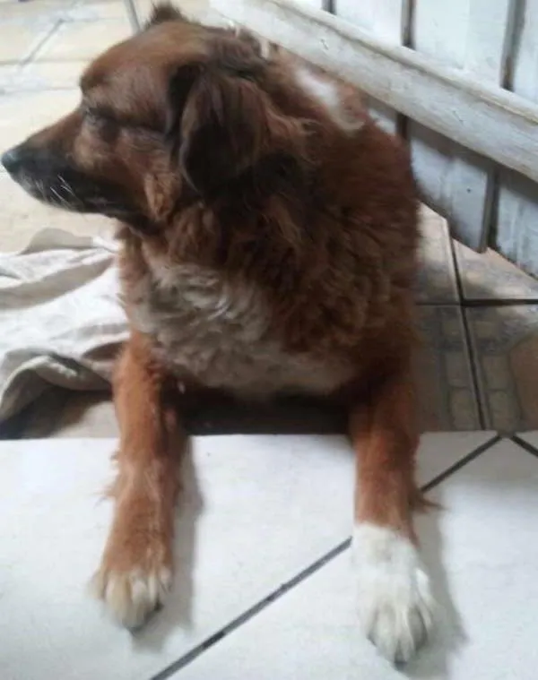 Cachorro ra a Vira-lata idade 6 ou mais anos nome Teca