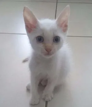 Gato raça  idade 2 a 6 meses nome Nevinho