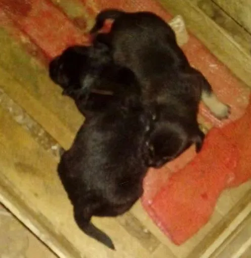 Cachorro ra a Vira lata idade Abaixo de 2 meses nome Filhotes de cachorro