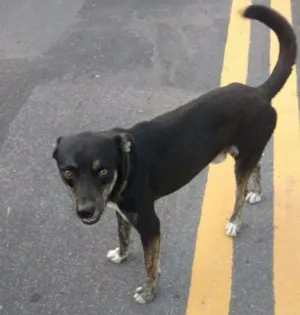 Cachorro raça Vira lata idade 1 ano nome Sammy