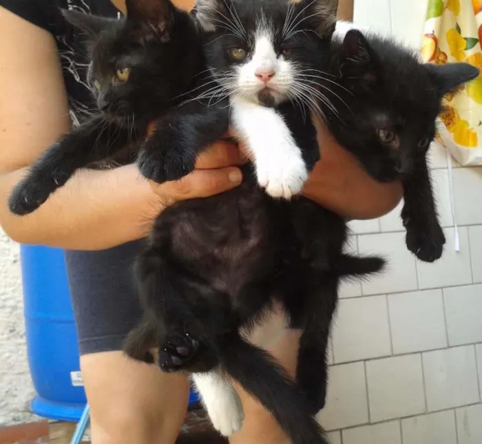Gato ra a sem raça idade 2 a 6 meses nome não tem nome