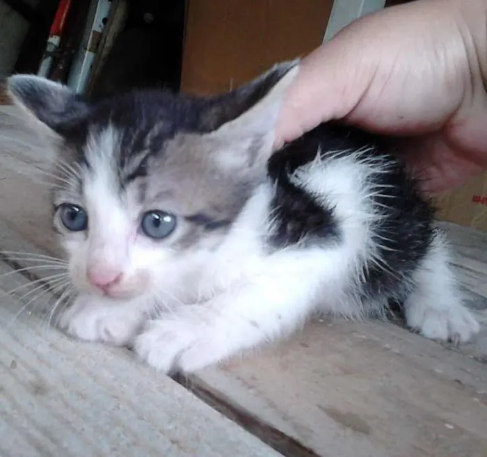 Gato ra a Desconhecida idade Abaixo de 2 meses nome Sem nome