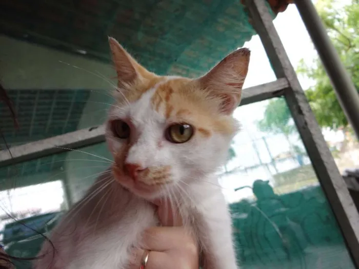 Gato raça  idade 7 a 11 meses nome Maicon **