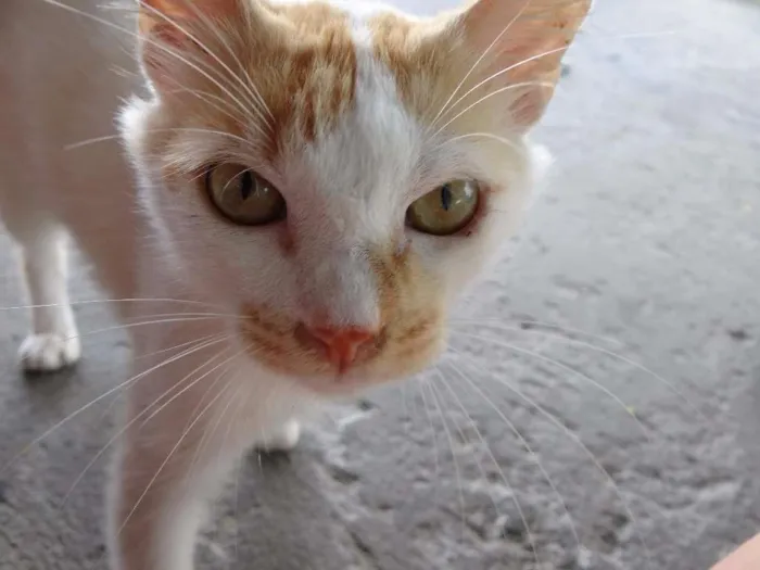Gato raça  idade 7 a 11 meses nome Maicon **
